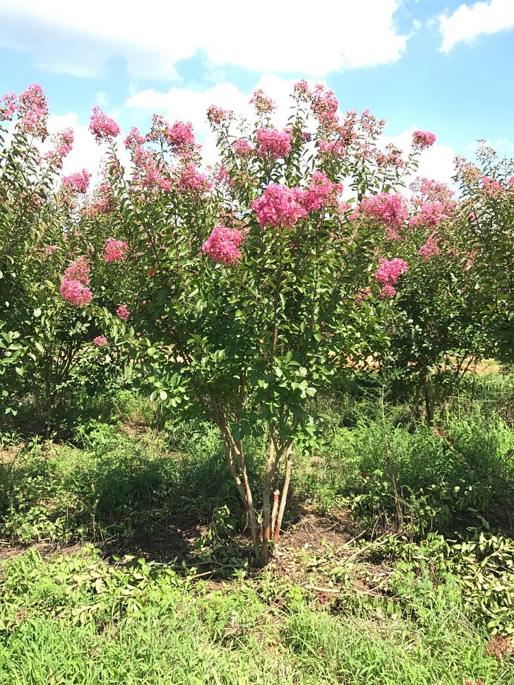 lagerstroemia-fauriei-miami-japanese-crape-myrtle