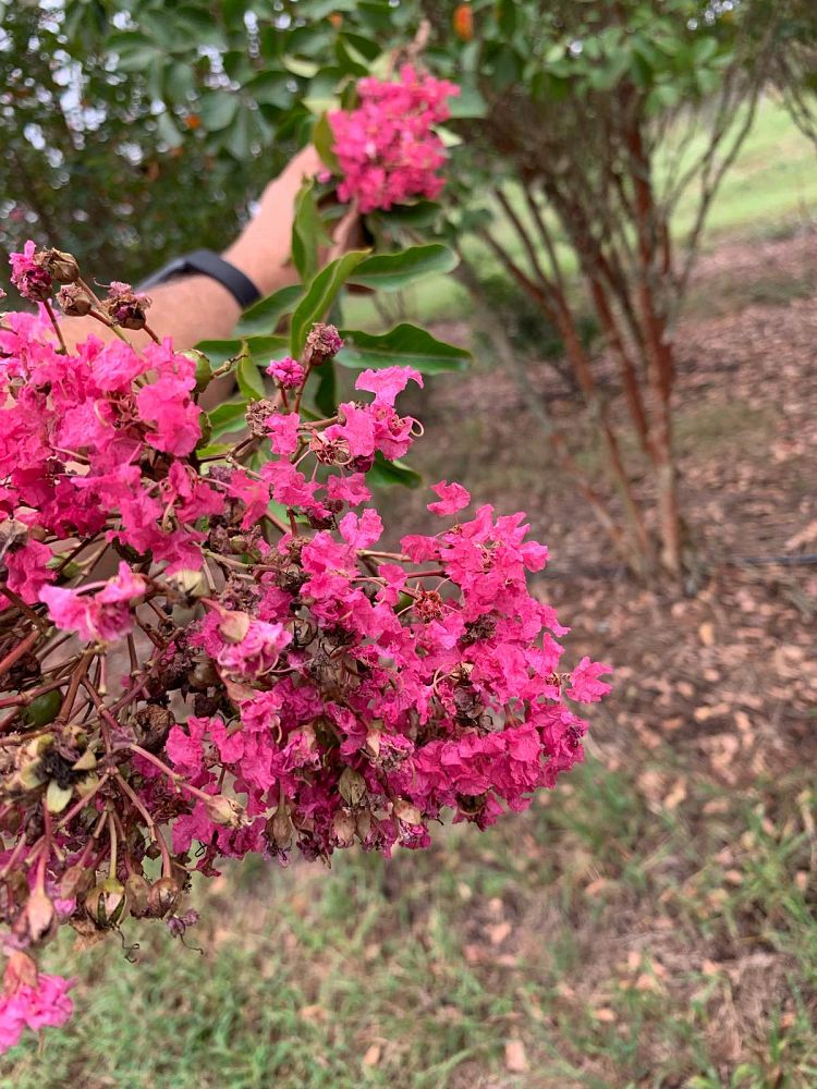lagerstroemia-fauriei-miami-japanese-crape-myrtle