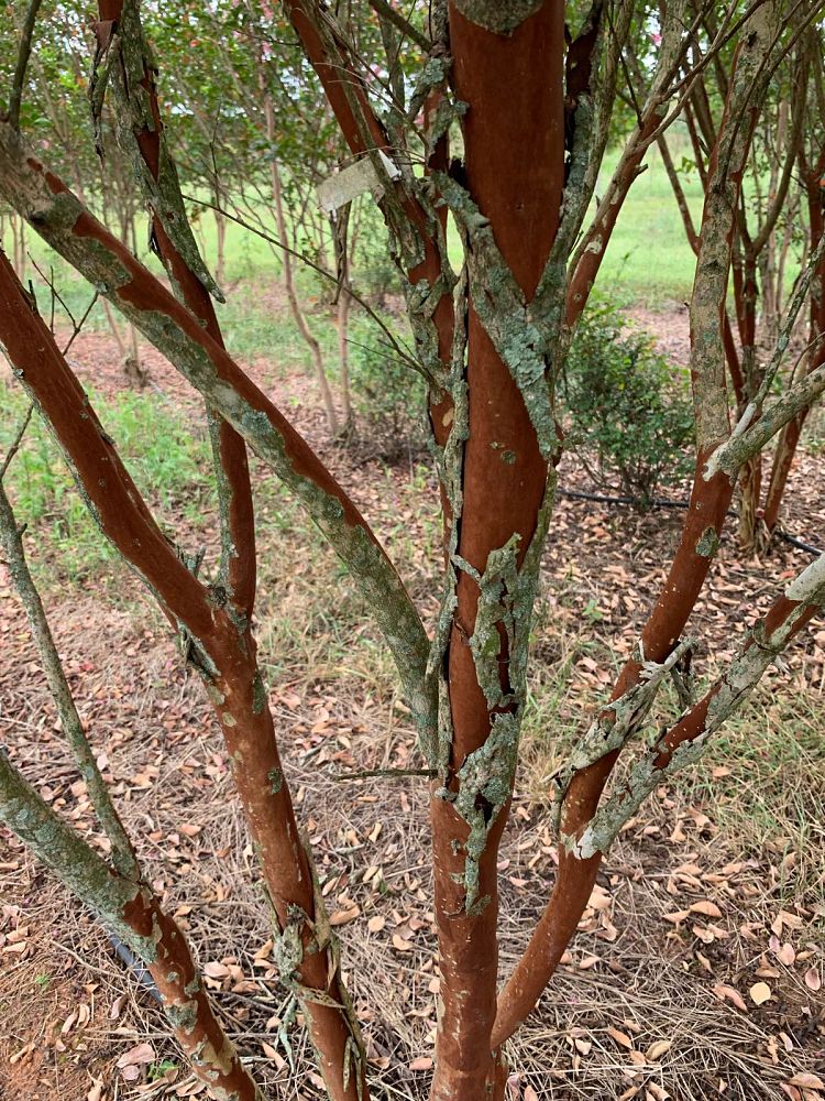lagerstroemia-fauriei-miami-japanese-crape-myrtle