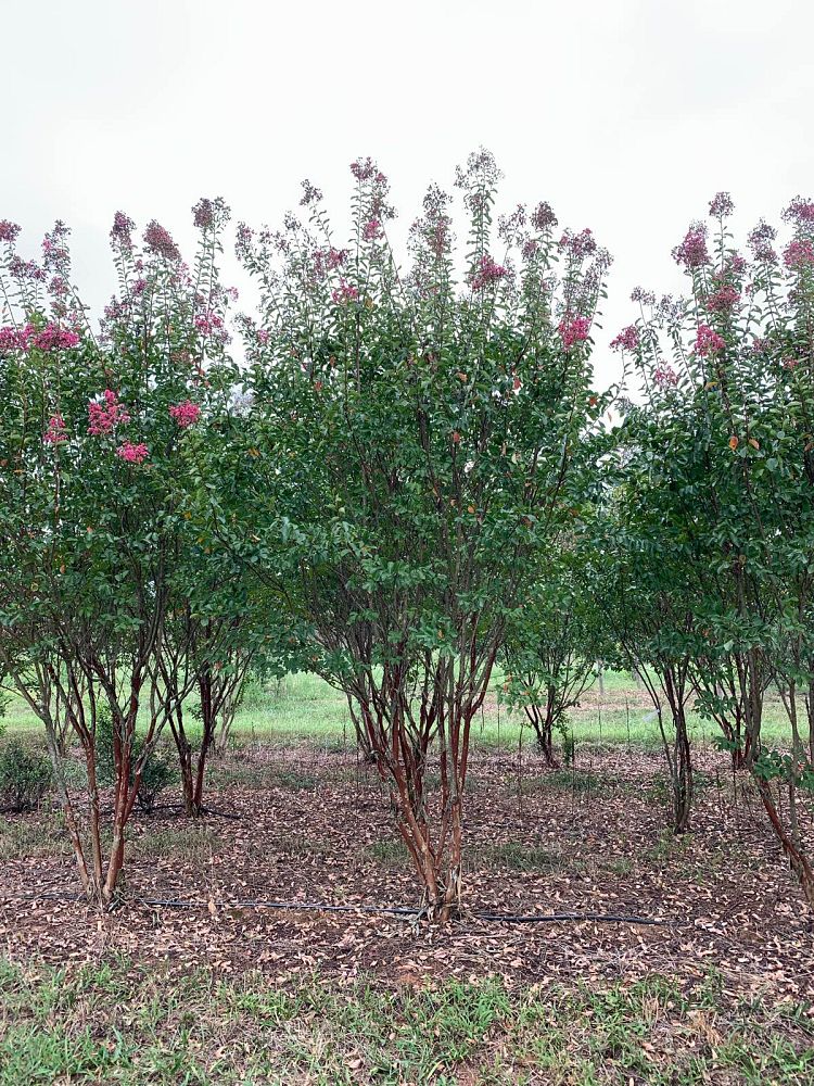 lagerstroemia-fauriei-miami-japanese-crape-myrtle