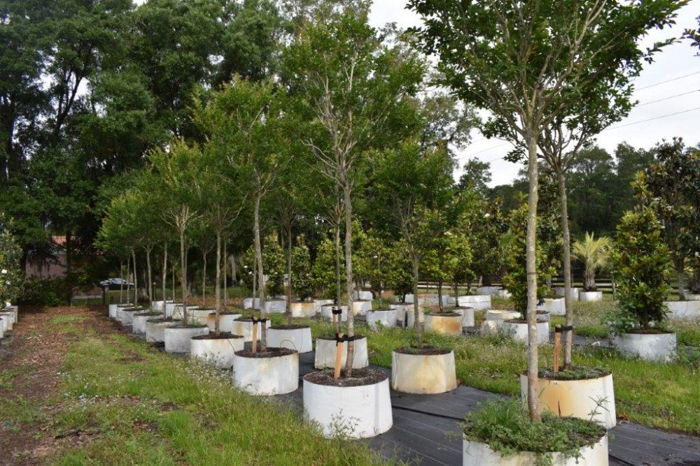 lagerstroemia-fauriei-miami-japanese-crape-myrtle