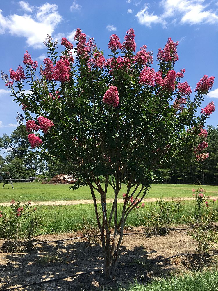 lagerstroemia-fauriei-miami-japanese-crape-myrtle