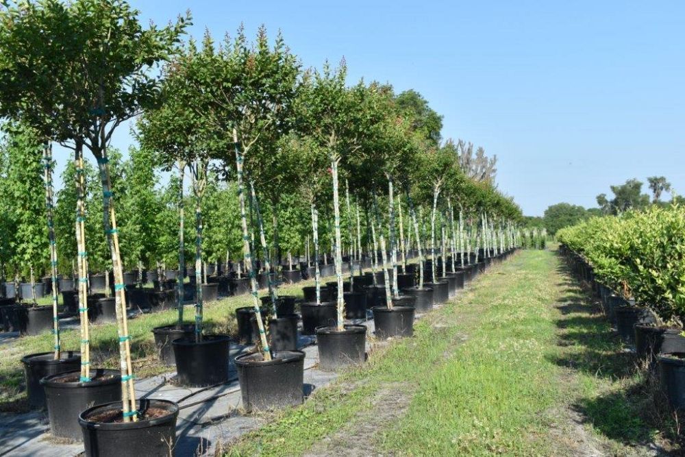 lagerstroemia-fauriei-miami-japanese-crape-myrtle