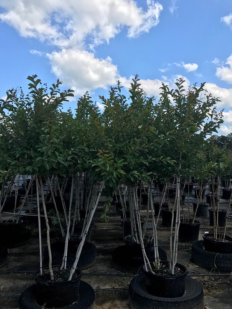 lagerstroemia-fauriei-miami-japanese-crape-myrtle
