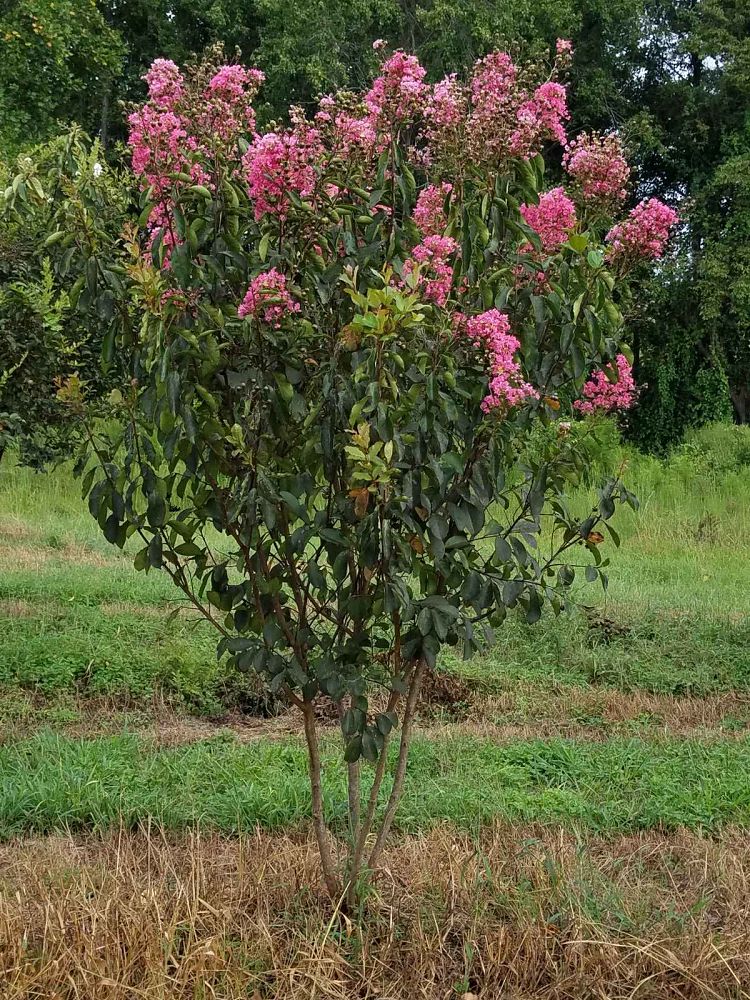 lagerstroemia-fauriei-miami-japanese-crape-myrtle