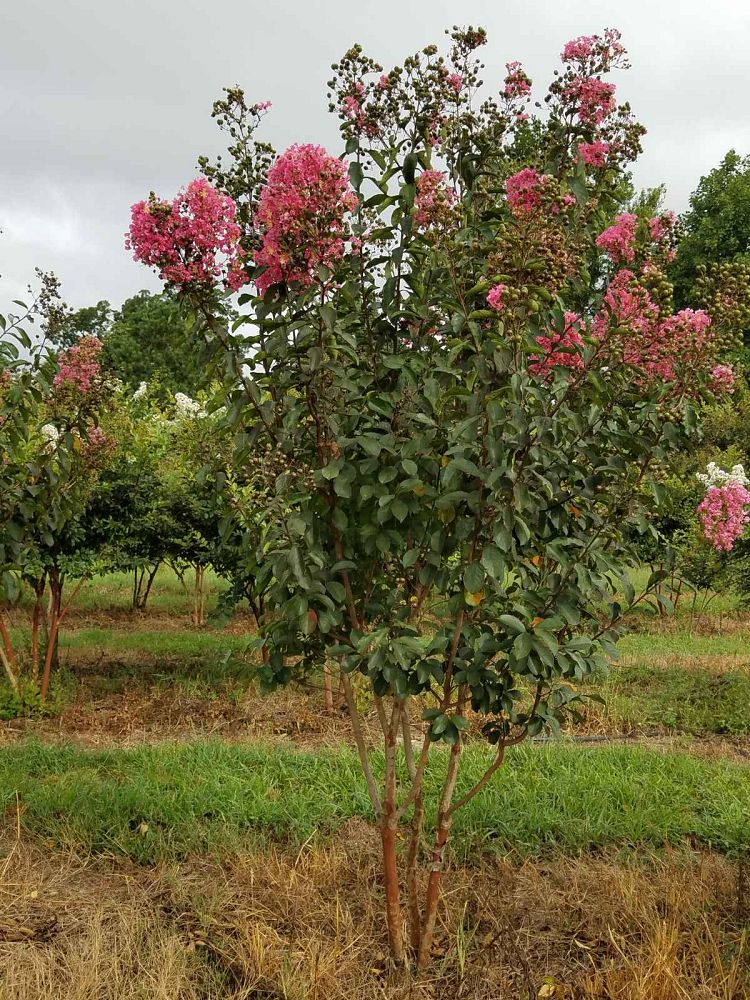 lagerstroemia-fauriei-miami-japanese-crape-myrtle