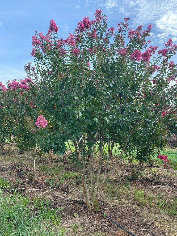 lagerstroemia-fauriei-miami-japanese-crape-myrtle