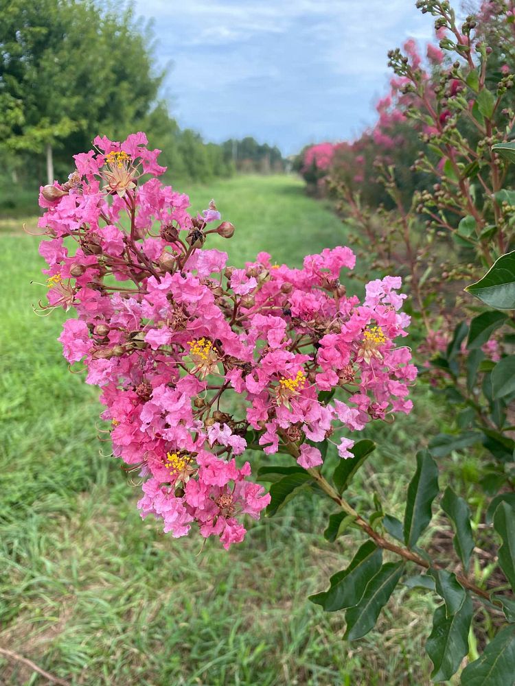 lagerstroemia-fauriei-miami-japanese-crape-myrtle