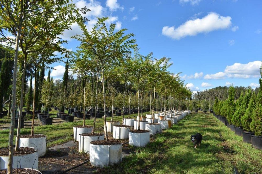 lagerstroemia-fauriei-miami-japanese-crape-myrtle