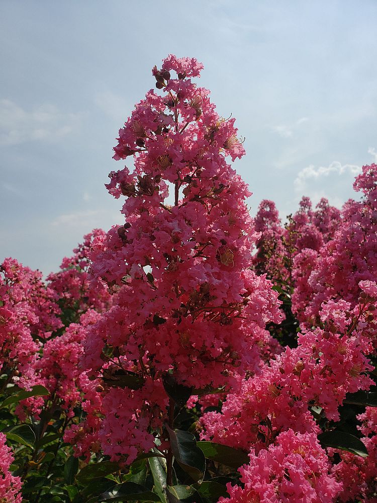 lagerstroemia-fauriei-miami-japanese-crape-myrtle