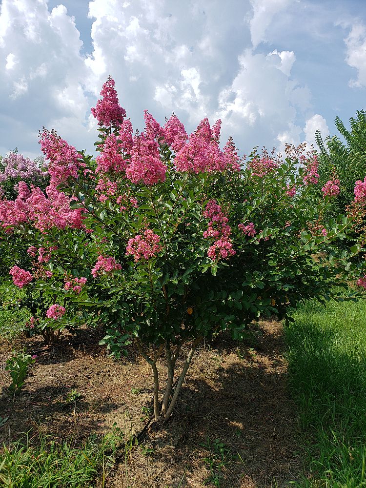 lagerstroemia-fauriei-miami-japanese-crape-myrtle