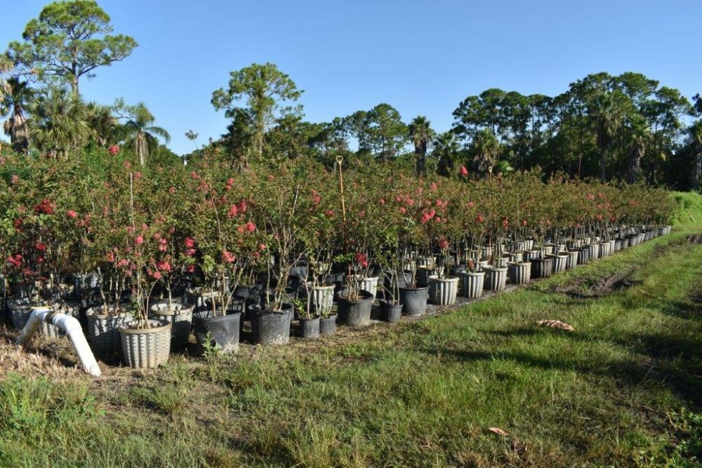 lagerstroemia-fauriei-miami-japanese-crape-myrtle