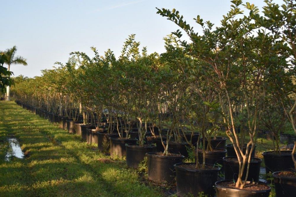 lagerstroemia-fauriei-miami-japanese-crape-myrtle