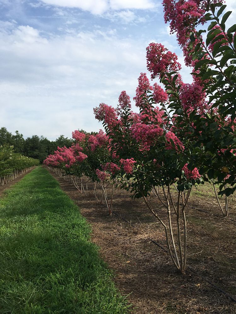 lagerstroemia-fauriei-miami-japanese-crape-myrtle