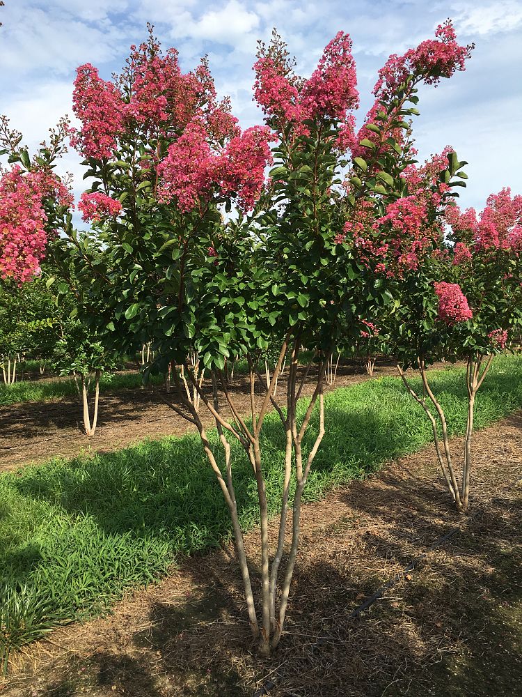 lagerstroemia-fauriei-miami-japanese-crape-myrtle
