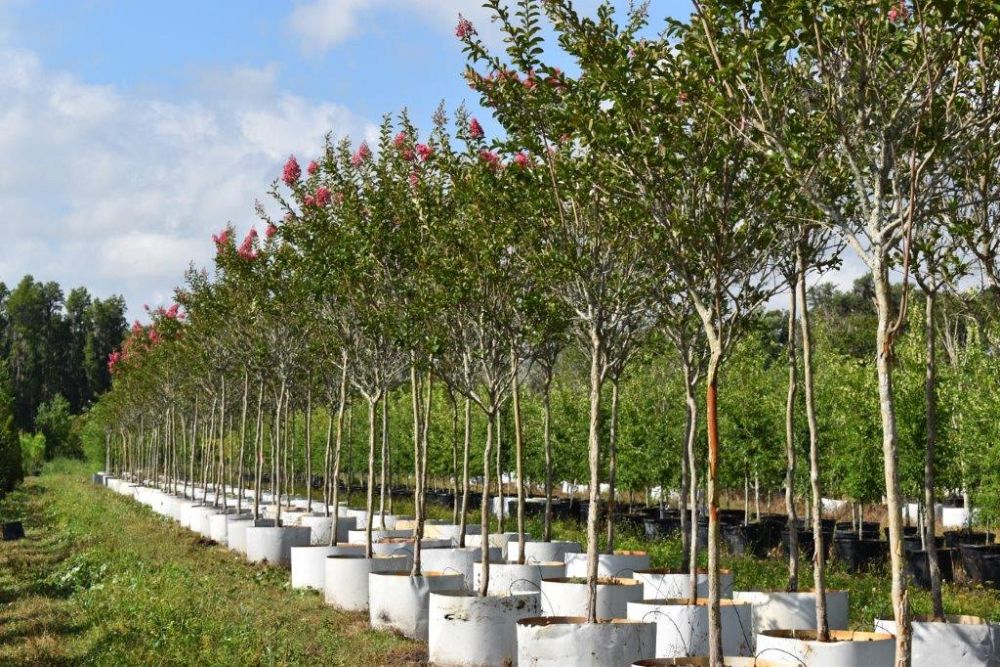 lagerstroemia-fauriei-miami-japanese-crape-myrtle