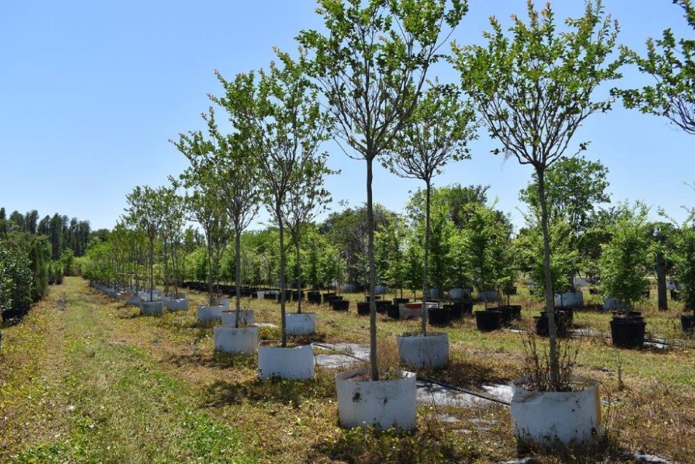 lagerstroemia-fauriei-miami-japanese-crape-myrtle