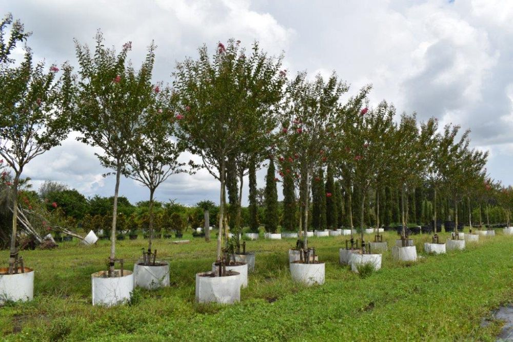 lagerstroemia-fauriei-miami-japanese-crape-myrtle