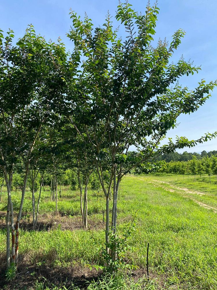 lagerstroemia-fauriei-miami-japanese-crape-myrtle