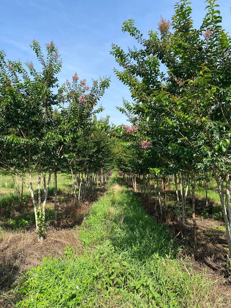 lagerstroemia-fauriei-miami-japanese-crape-myrtle