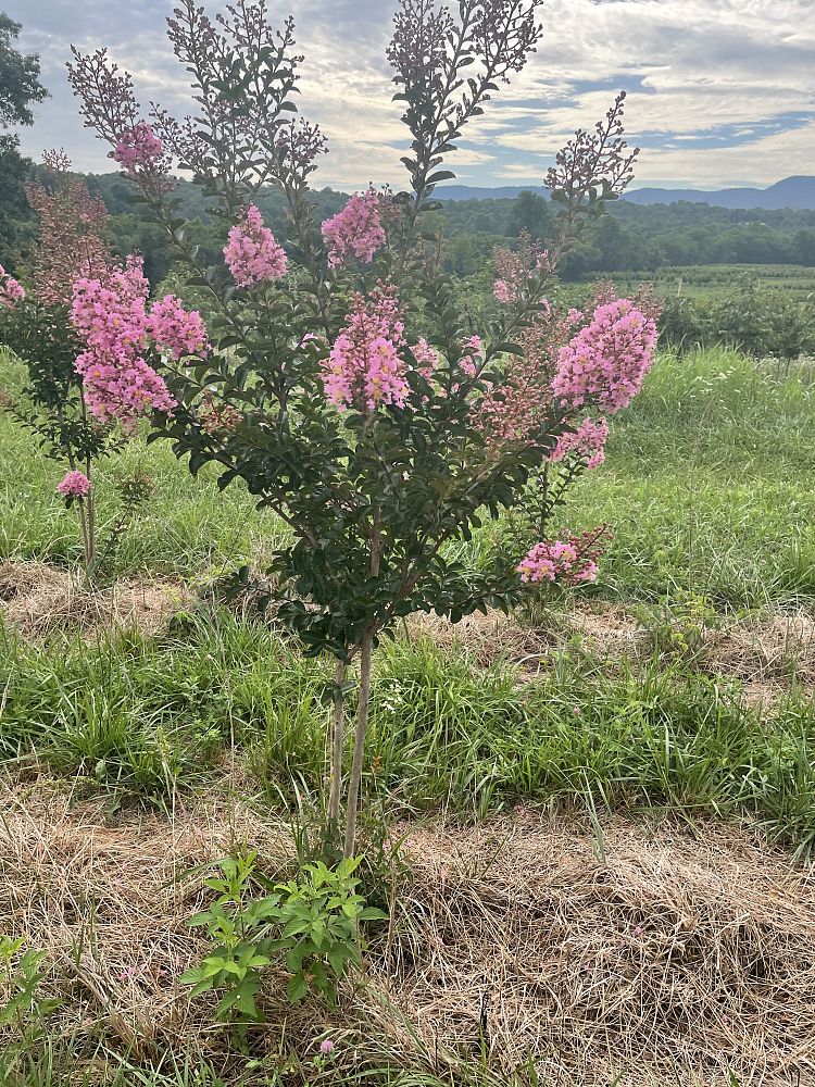 lagerstroemia-fauriei-miami-japanese-crape-myrtle