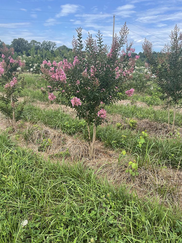 lagerstroemia-fauriei-miami-japanese-crape-myrtle