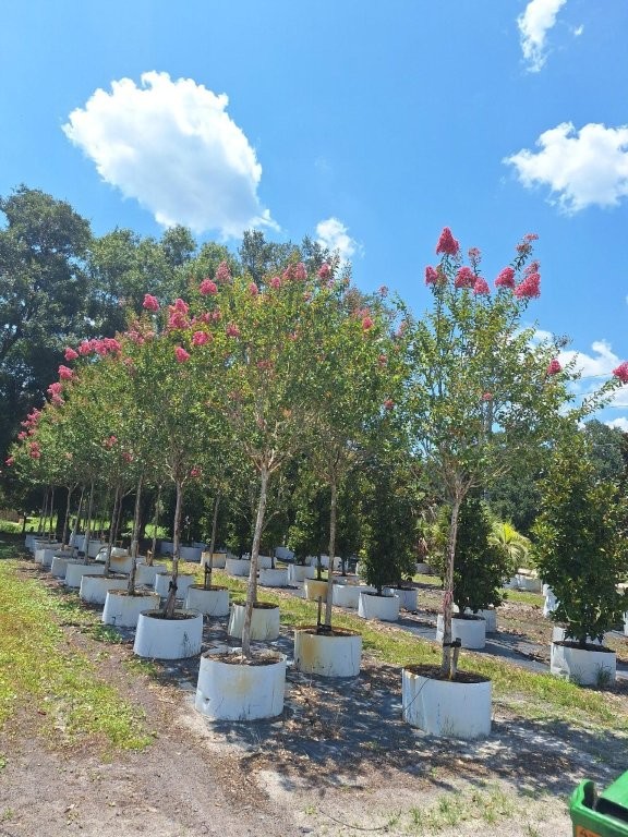 lagerstroemia-fauriei-miami-japanese-crape-myrtle