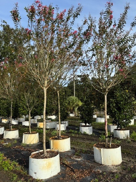 lagerstroemia-fauriei-miami-japanese-crape-myrtle