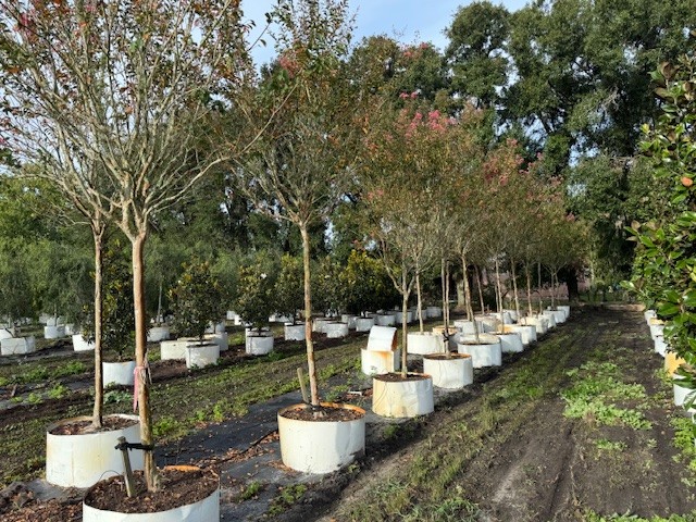 lagerstroemia-fauriei-miami-japanese-crape-myrtle