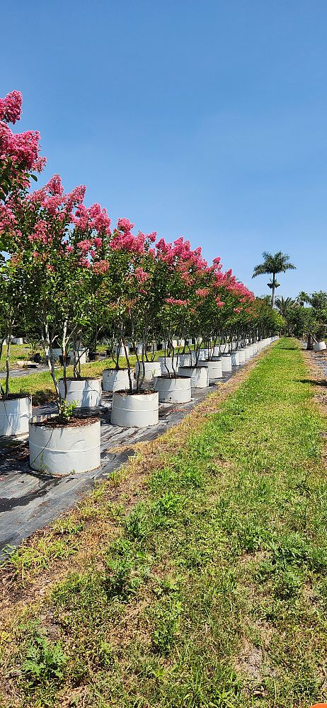 lagerstroemia-fauriei-miami-japanese-crape-myrtle