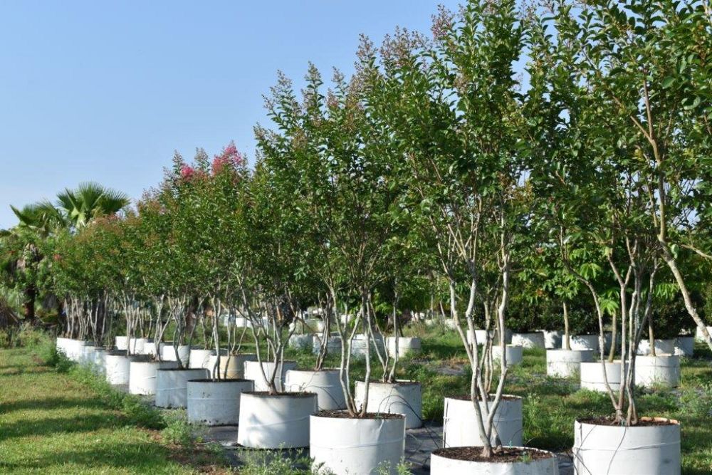 lagerstroemia-fauriei-miami-japanese-crape-myrtle