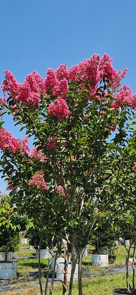 lagerstroemia-fauriei-miami-japanese-crape-myrtle