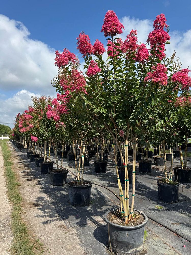 lagerstroemia-fauriei-miami-japanese-crape-myrtle