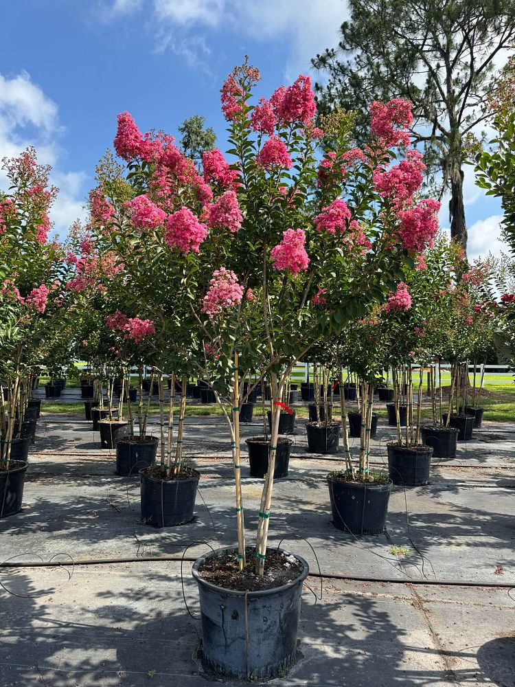 lagerstroemia-fauriei-miami-japanese-crape-myrtle