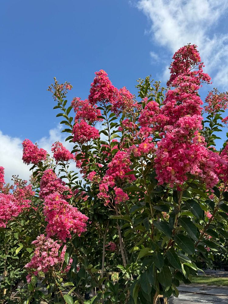 lagerstroemia-fauriei-miami-japanese-crape-myrtle