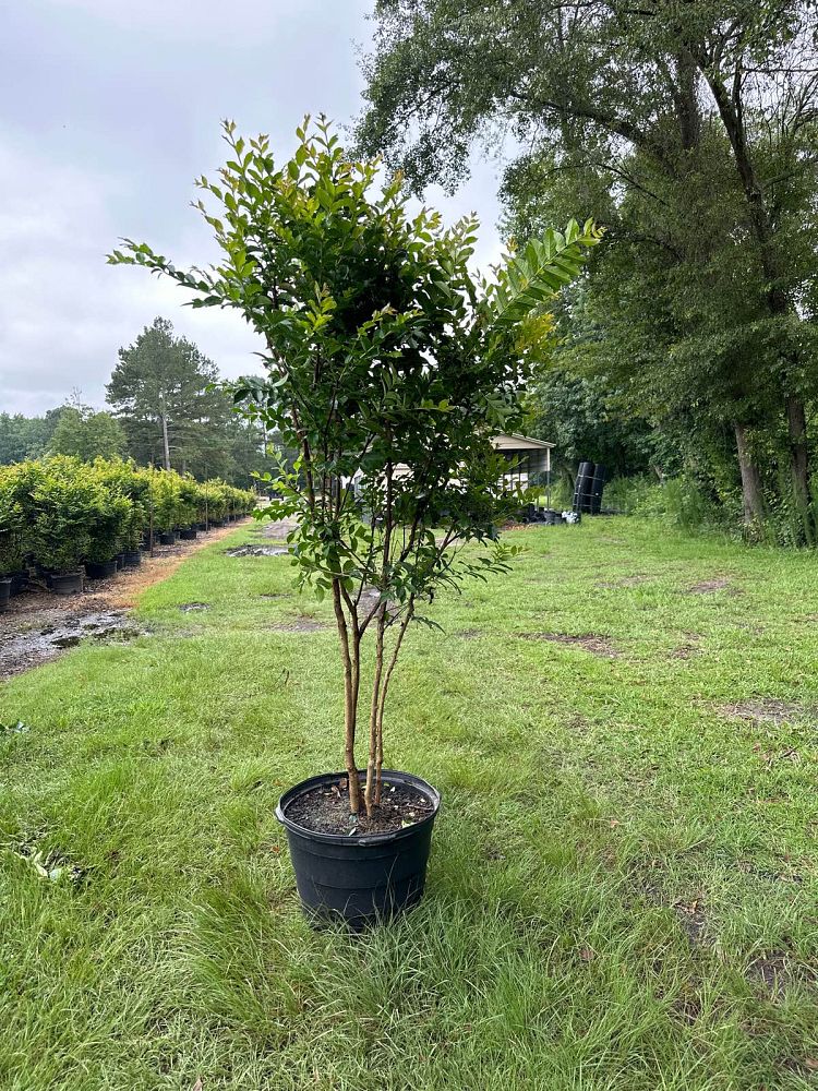 Brunson Wholesale Nursery