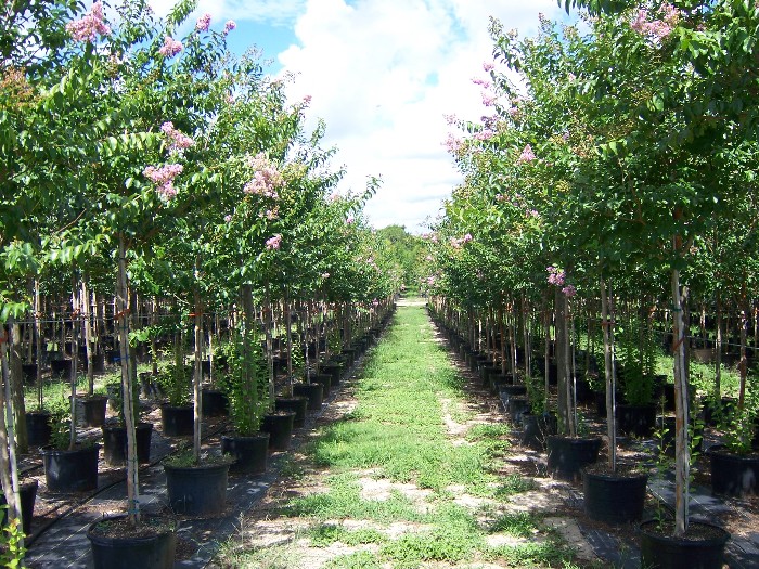 Locate & Find Wholesale Plants