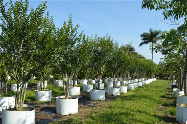 lagerstroemia-fauriei-muskogee-japanese-crape-myrtle