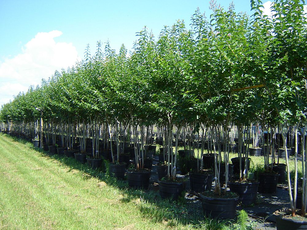 lagerstroemia-fauriei-muskogee-japanese-crape-myrtle