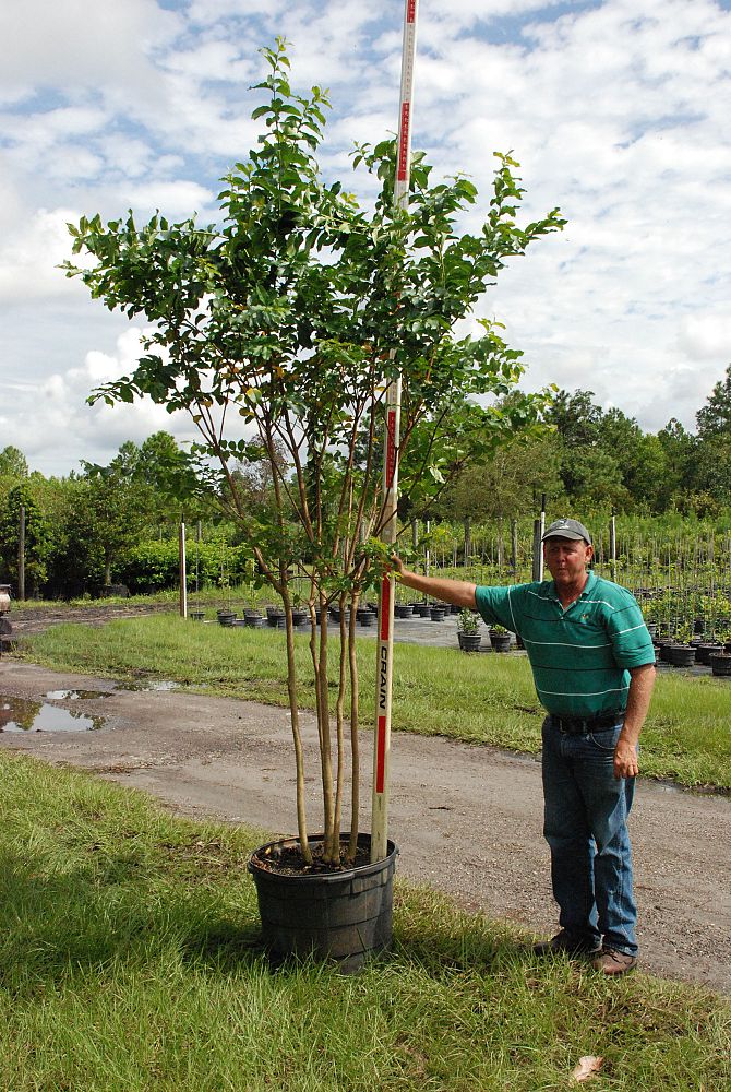 lagerstroemia-fauriei-muskogee-japanese-crape-myrtle