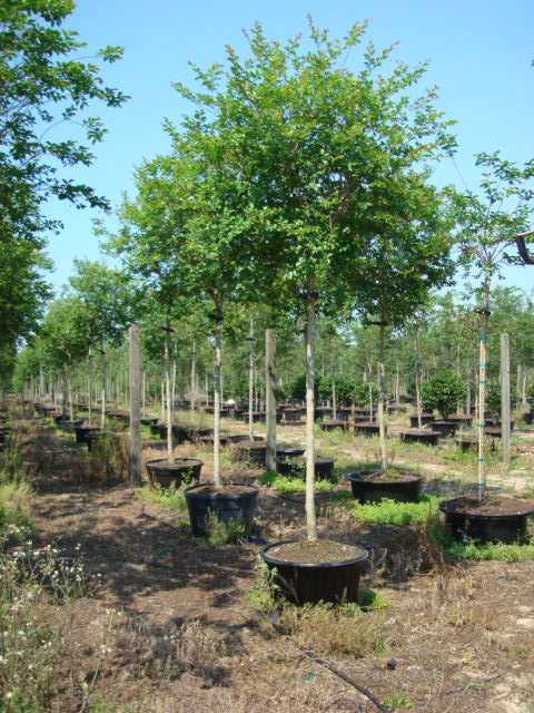 lagerstroemia-fauriei-muskogee-japanese-crape-myrtle