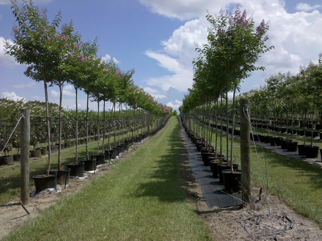 lagerstroemia-fauriei-muskogee-japanese-crape-myrtle