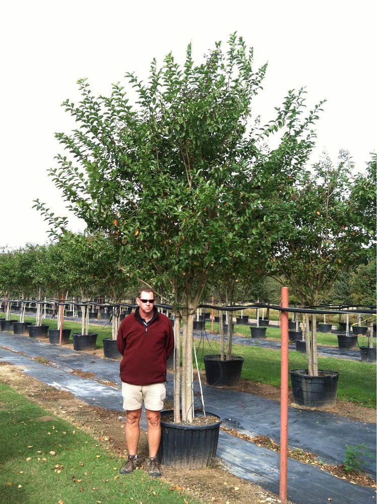 lagerstroemia-fauriei-muskogee-japanese-crape-myrtle