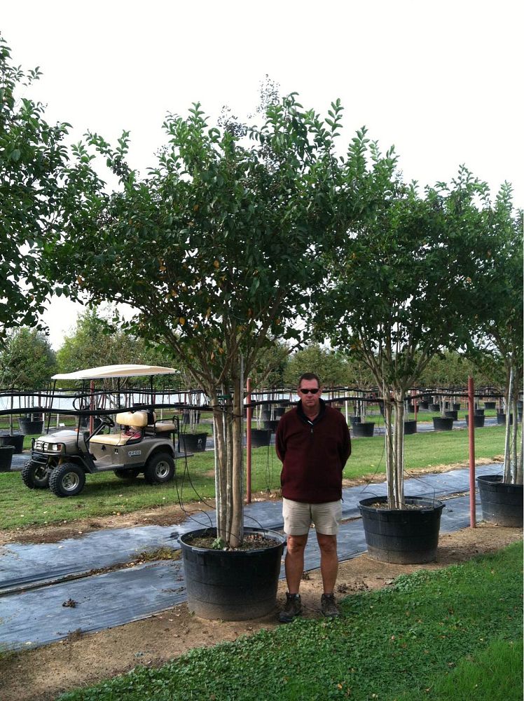 lagerstroemia-fauriei-muskogee-japanese-crape-myrtle