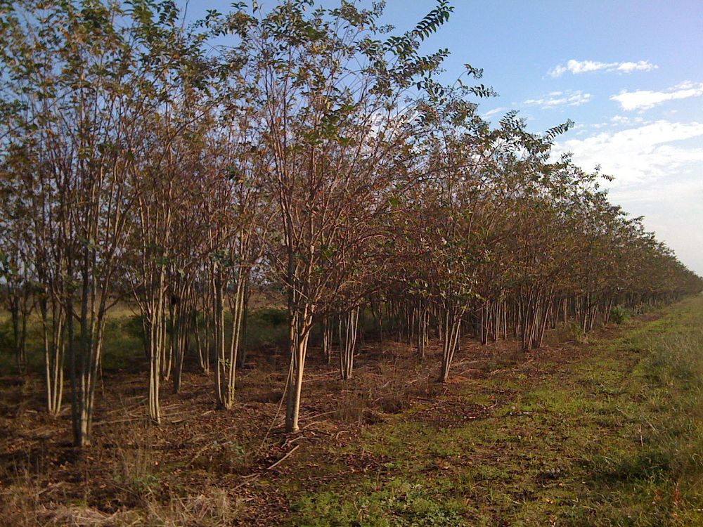 lagerstroemia-fauriei-muskogee-japanese-crape-myrtle
