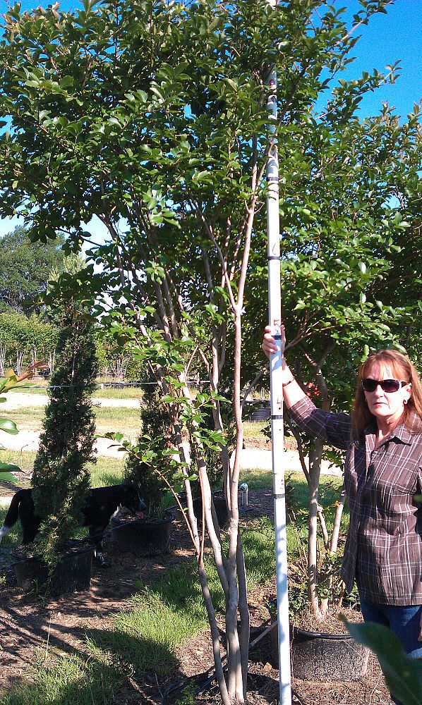 lagerstroemia-fauriei-muskogee-japanese-crape-myrtle