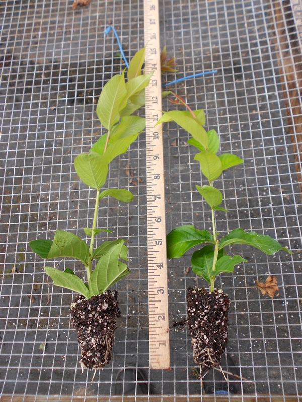 lagerstroemia-fauriei-muskogee-japanese-crape-myrtle