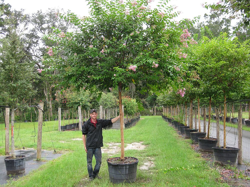 lagerstroemia-fauriei-muskogee-japanese-crape-myrtle