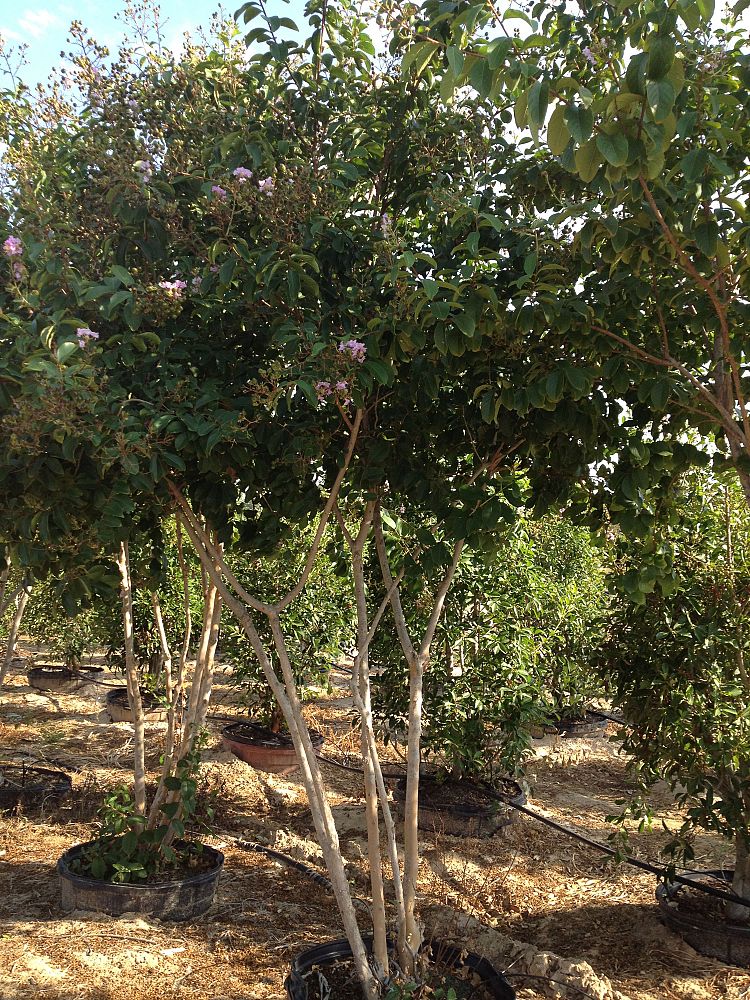 lagerstroemia-fauriei-muskogee-japanese-crape-myrtle