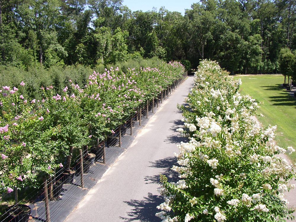 lagerstroemia-fauriei-muskogee-japanese-crape-myrtle